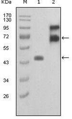 Fibulin 2 Antibody in Western Blot (WB)