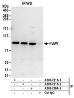 FBW7 Antibody in Immunoprecipitation (IP)