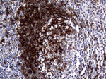 FCER2 Antibody in Immunohistochemistry (Paraffin) (IHC (P))