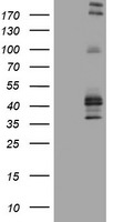 FCER2 Antibody in Western Blot (WB)