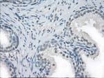 FCGR2A Antibody in Immunohistochemistry (Paraffin) (IHC (P))