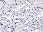 FCGR2A Antibody in Immunohistochemistry (Paraffin) (IHC (P))