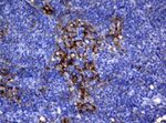 FCGR2A Antibody in Immunohistochemistry (Paraffin) (IHC (P))