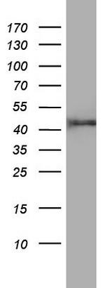 FEN1 Antibody in Western Blot (WB)