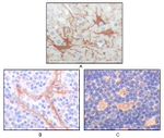 FES Antibody in Immunohistochemistry (Paraffin) (IHC (P))