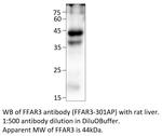 FFAR3 Antibody in Western Blot (WB)