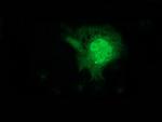 FGF21 Antibody in Immunocytochemistry (ICC/IF)