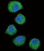 FGFR2 Antibody in Immunocytochemistry (ICC/IF)