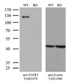 FGFR3 Antibody