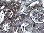 FGG Antibody in Immunohistochemistry (Paraffin) (IHC (P))