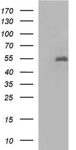 FGG Antibody in Western Blot (WB)