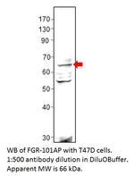 FGR Antibody in Western Blot (WB)