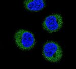 FGR Antibody in Immunocytochemistry (ICC/IF)