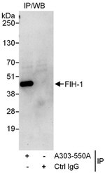 FIH-1 Antibody in Immunoprecipitation (IP)