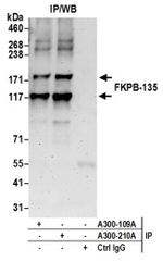 FKBP-135 Antibody in Western Blot (WB)