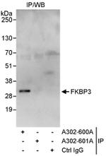FKBP3 Antibody in Immunoprecipitation (IP)