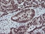 FMR1 Antibody in Immunohistochemistry (Paraffin) (IHC (P))