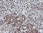 FMR1 Antibody in Immunohistochemistry (Paraffin) (IHC (P))