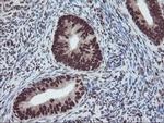 FMR1 Antibody in Immunohistochemistry (Paraffin) (IHC (P))