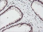 FMR1 Antibody in Immunohistochemistry (Paraffin) (IHC (P))