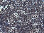 FMR1 Antibody in Immunohistochemistry (Paraffin) (IHC (P))