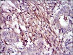 Fibronectin Antibody in Immunohistochemistry (Paraffin) (IHC (P))