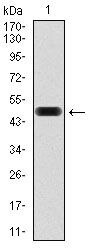 Fibronectin Antibody in Western Blot (WB)