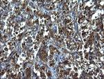 FNDC8 Antibody in Immunohistochemistry (Paraffin) (IHC (P))