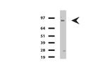 FOLH1 Antibody in Western Blot (WB)