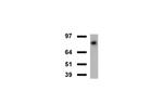 FOLH1 Antibody in Western Blot (WB)