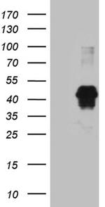 FOSL2 Antibody in Western Blot (WB)