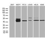 FOSL2 Antibody in Western Blot (WB)