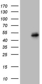 FOSL2 Antibody in Western Blot (WB)