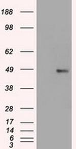 FOXA1 Antibody in Western Blot (WB)