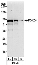 FOXO4 Antibody in Western Blot (WB)