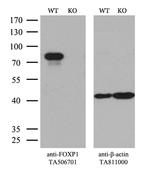 FOXP1 Antibody