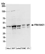 FRA10AC1 Antibody in Western Blot (WB)