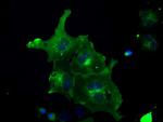 FRK Antibody in Immunocytochemistry (ICC/IF)