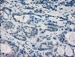 FRK Antibody in Immunohistochemistry (Paraffin) (IHC (P))