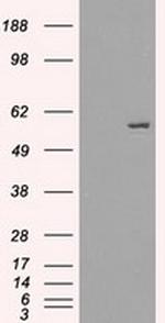 FRK Antibody in Western Blot (WB)