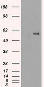 FRK Antibody in Western Blot (WB)