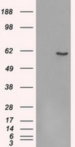 FRK Antibody in Western Blot (WB)