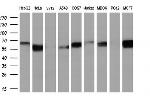 FRK Antibody in Western Blot (WB)