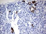 FTCD Antibody in Immunohistochemistry (Paraffin) (IHC (P))