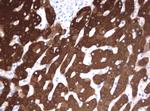 FTCD Antibody in Immunohistochemistry (Paraffin) (IHC (P))