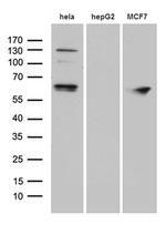 FUBP3 Antibody in Western Blot (WB)