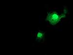 FXN Antibody in Immunocytochemistry (ICC/IF)
