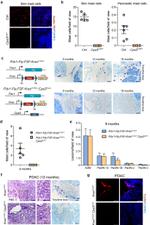 FceR1 alpha Antibody in Immunohistochemistry (IHC)