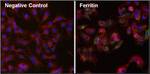 Ferritin Antibody in Immunocytochemistry (ICC/IF)