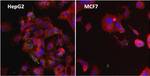 Ferritin Antibody in Immunocytochemistry (ICC/IF)